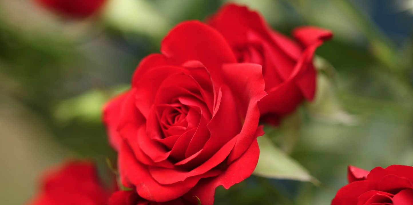 El Significado de Regalar Flores Rojas: Un Lenguaje Silencioso de Amor ...